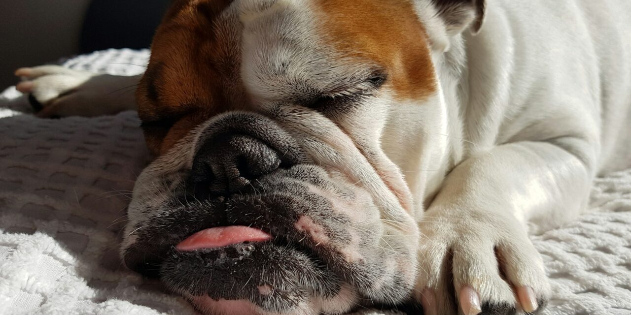 How to raise English bulldogs from puppyhood?