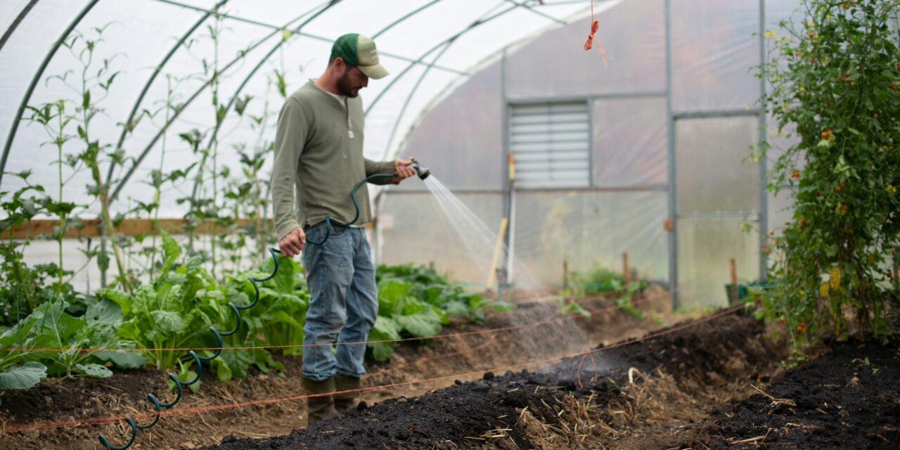 Tomato Greenhouse for Organic Farming: Tips for the Commercial Farmer