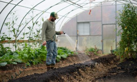 Tomato Greenhouse for Organic Farming: Tips for the Commercial Farmer