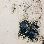 The Value of Investing in Professional Mould Testing for a House