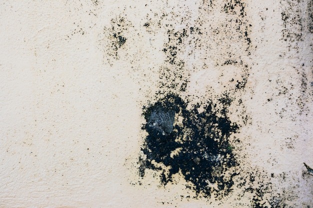 The Value of Investing in Professional Mould Testing for a House