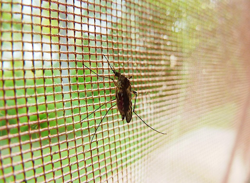 How Can Using a Mosquito Net Prevent Diseases